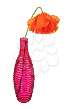 Single poppy flower in red vase isolated on white background. Closeup.