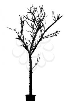 Black Silhouette of Dry Tree Isolated on White Background. Closeup.