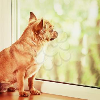 Red Chihuahua Dog Standing on Window Sill and Looks into Distance. With Retro Effect Filter.