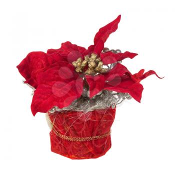 Composition from Poinsettia Plant with branches, pine cones, ribbons and balloons in vase isolated on white background. Closeup.