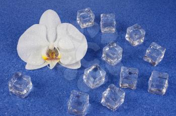 White orchid flowers and ice cubes over blue background. Closeup.