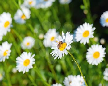 Honey bee on white chamomile flowers. Nature background.