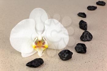 Black spa stones and white orchid flowers over nature background. Closeup.