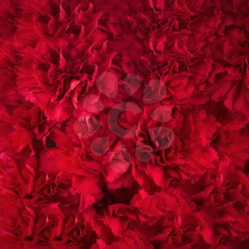 Bouquet of red flowers carnation for use as nature background. Soft focus.