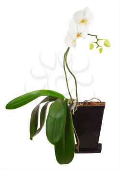Flowers orchids in black flowerpot isolated on white background. Closeup.