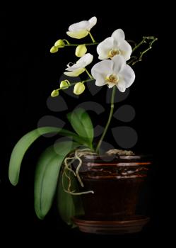 Beautiful orchid branch in flower pot on black background. Closeup.