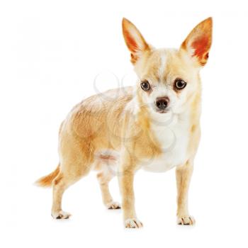 Beige chihuahua dog isolated on white background. Closeup.