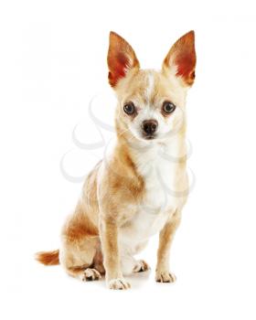 Beige chihuahua dog isolated on white background. Closeup.