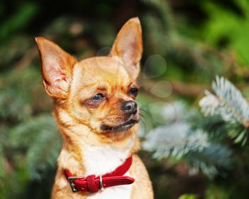 Red chihuahua dog on garden background. Selective focus.