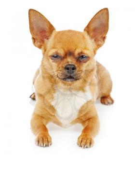 Chihuahua dog isolated on white background. Closeup.