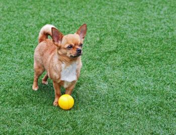 Red chihuahua dog and yellow ball on green grass. 