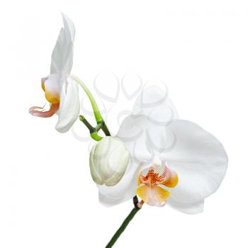 Fife day old white orchid isolated on white background. Closeup.
