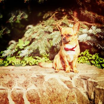 Red chihuahua dog siting on granite pedestal with retro filter effect.