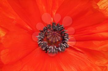 Macro shot of single red poppy for use as background.