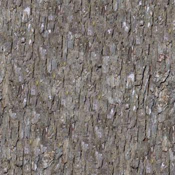 Royalty Free Photo of a Bark Background