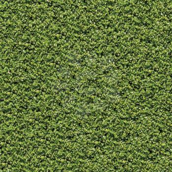 Evergreen Laurel Bush Surface. Seamless Tileable Texture.