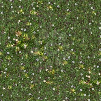 Seamless Tileable Texture of Spring Lawn with White Flowers.