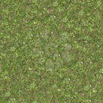 Seamless Tileable Texture of Forest Lawn with White Flowers.