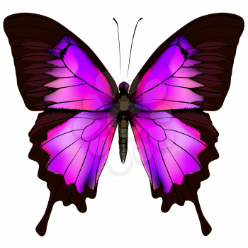 Butterfly. Vector illustration of beautiful pink and purple butterfly isolated on white background