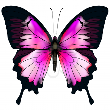 Butterfly. Vector illustration of beautiful pink and purple butterfly isolated on white background