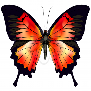 Butterfly. Vector illustration of beautiful red butterfly isolated on white background