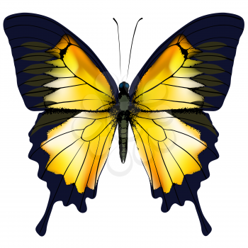 Butterfly. Yellow butterfly isolated vector illustration on white background. Nonexistent butterfly zoology specimen
