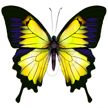 Butterfly. Yellow butterfly isolated vector illustration on white background. Nonexistent butterfly zoology specimen