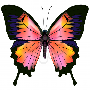 Butterfly. Pink, red and yellow color butterfly isolated vector illustration on white background. Nonexistent butterfly zoology specimen