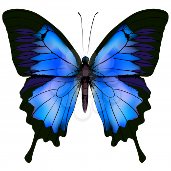 Butterfly vector illustration. Beautiful azure isolated butterfly
