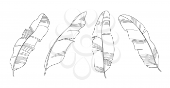 Banana leaves outline vector illustration. Black and white hand drawn line art. Set of sketch tropical leaves skeleton.