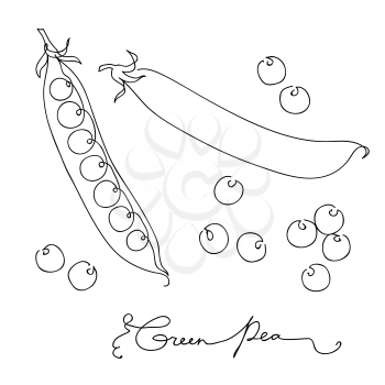 Hand drawn sketch green peas. isolated on white background. Continuous line art. Outline style hand drawn vector illustration.
