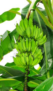 Royalty Free Photo of a Banana Tree