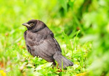 Royalty Free Photo of a Bird on Grass