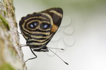 Royalty Free Photo of a Blue and Orange 88 (Callicore Tolima) on a Tree Trunk 