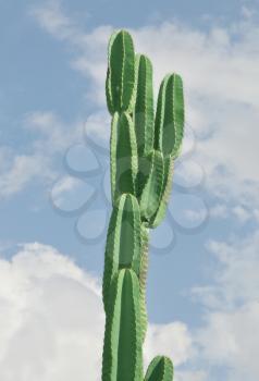 Royalty Free Photo of a Tall Cactus Against a Blue Sky