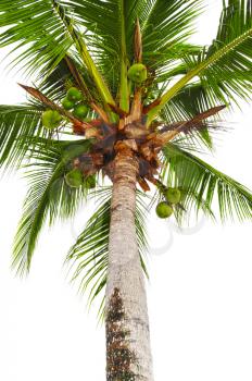 Macro of a coconut tree isolated on white