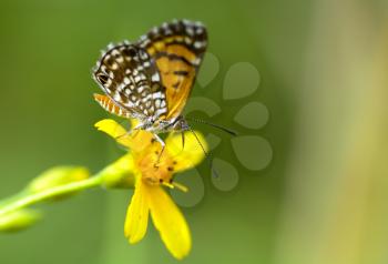 Tiny Elada Checkerspot butterfly drinking nectar from a yellow flower