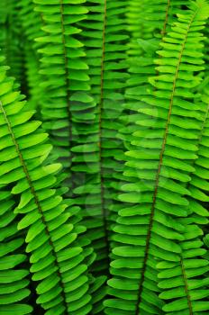 Macro shot of beautiful tropical ferns