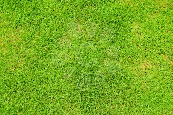 Macro shot of a vibrant green fine grass