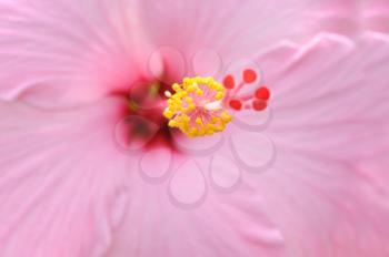 Macro shot of a pink tropical hibiscus flower
