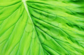 Macro shot of a lushy green leaf with rain drops
