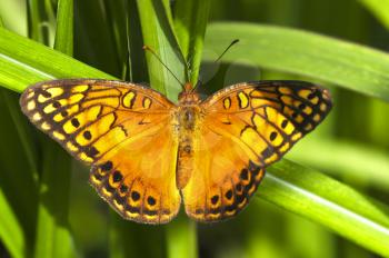 Mexican Fritillary (Euptoieta hegesia) posed on green grass leaves