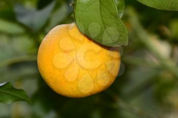 Close up of a single orange hanging from its tree branch