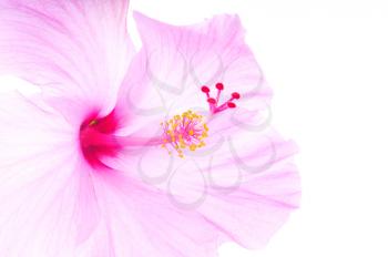 Macro shot of a beautiful pink tropical hibiscus flower