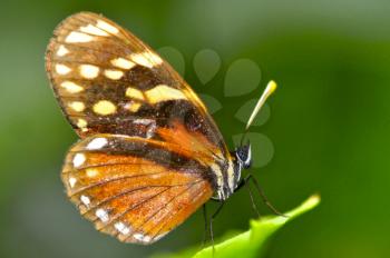 Beautiful Tiger Mimic Butterfly on a leaf