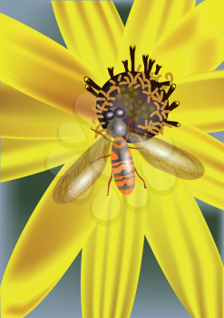 yellow flower and insect. background in 10 EPS