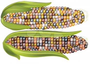 color corn isoated on a white background