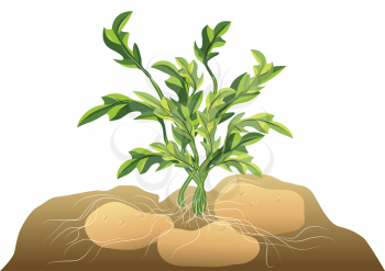 potato in soil isolated on a white background