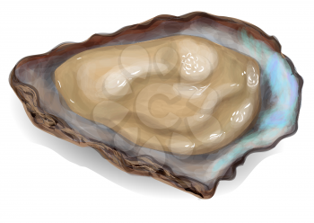 oyster on a white background. 10 EPS