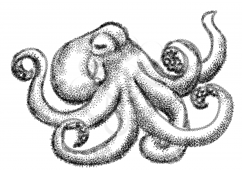octopus in black and white izolated on empty background